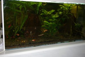 AQUARIUM 1