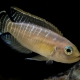 picture of Neolamprologus brevis
