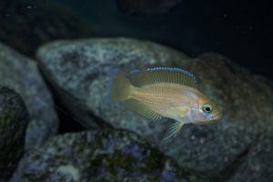 Variabilichromis moorii