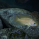 picture of Variabilichromis moorii