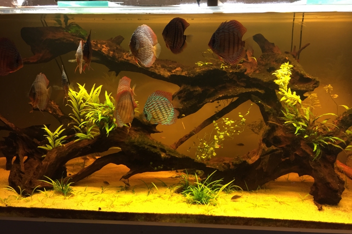 Aquarium 