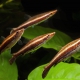 picture of Nannostomus eques