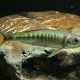 picture of Opsariichthys evolans
