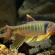 picture of Opsariichthys pachycephalus