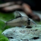 picture of Corydoras cortesi