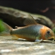 picture of Corydoras eques