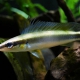 picture of crenicichla notophthalmus