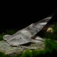 picture of Pseudohemiodon laticeps