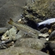 picture of Micropterus coosae