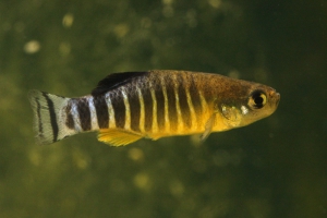 Anatolichthys anatoliae