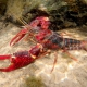picture of Procambarus clarkii