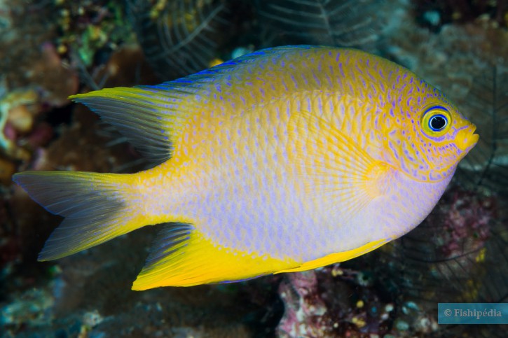 Amblyglyphidodon aureus