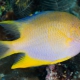 picture of Amblyglyphidodon aureus