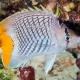 picture of Chaetodon xanthurus