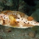 picture of Diodon holocanthus