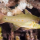picture of Ostorhinchus sealei