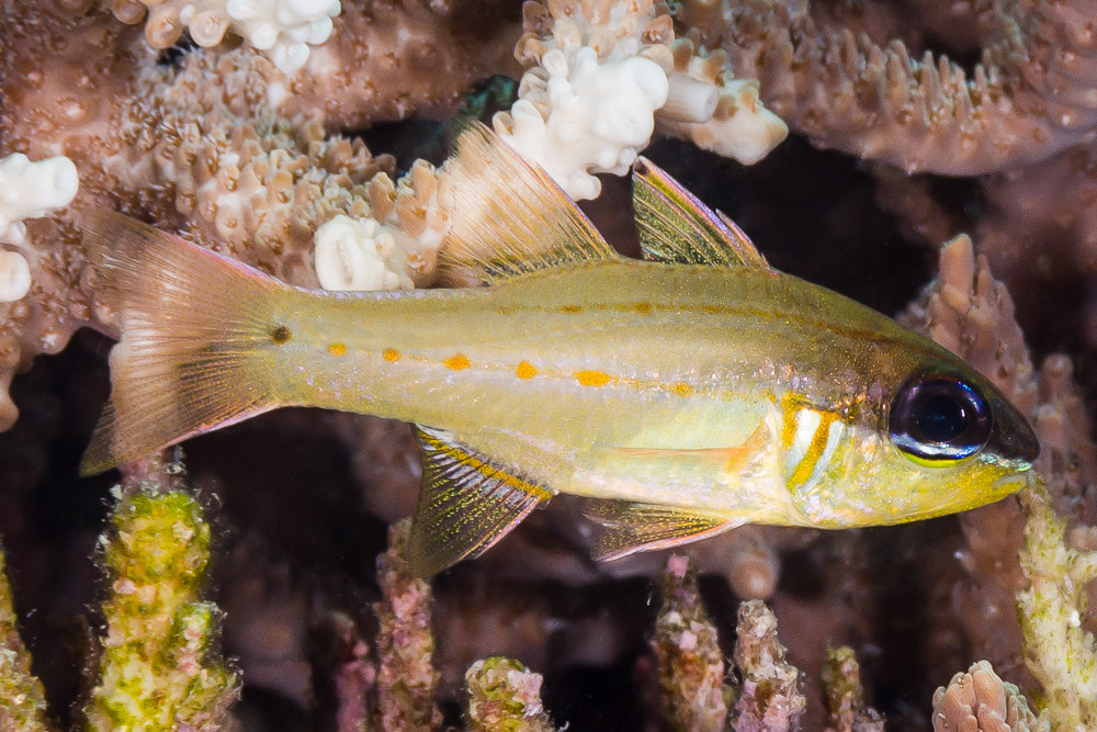 Ostorhinchus sealei