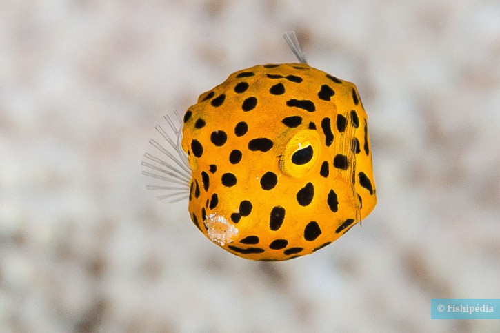 Qu&rsquo;est-ce qu&rsquo;un poisson ?