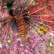 picture of Pterois antennata