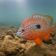 picture of Lepomis megalotis