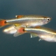 picture of Tanichthys albonubes