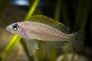 Neolamprologus caudopunctatus