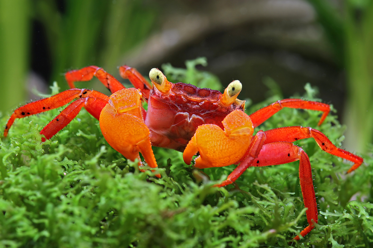 Crabe nain