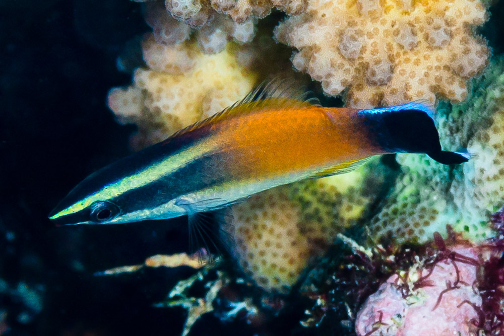 Labroides