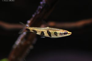 Nannostomus espei
