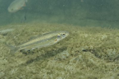 Blageon Cyprinidae