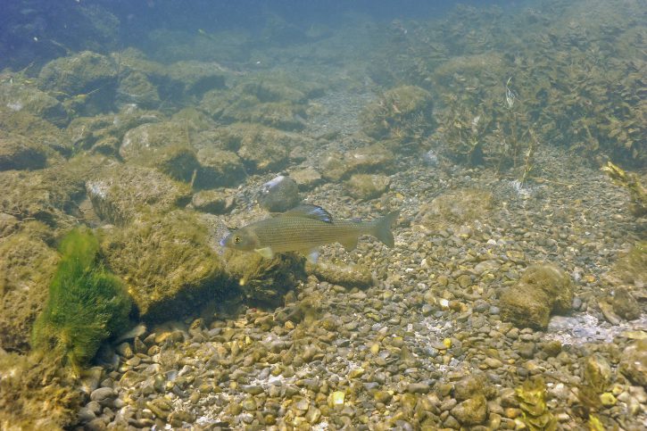 Thymallus thymallus