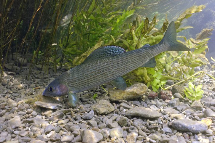 Thymallus thymallus