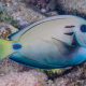 picture of Acanthurus tennentii