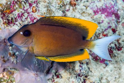 chirurgien de Tomini Acanthuridae