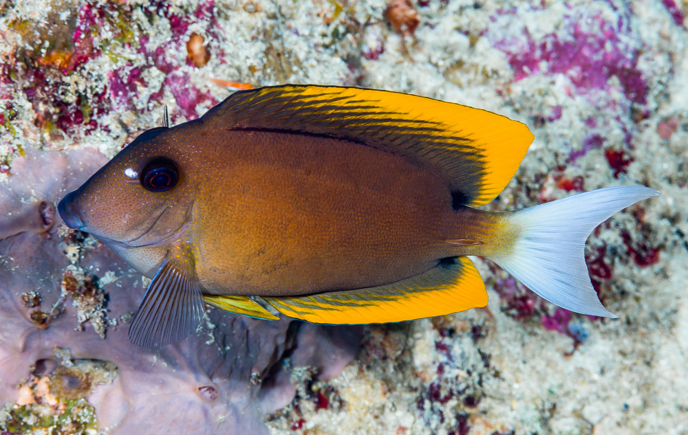 Ctenochaetus tominiensis