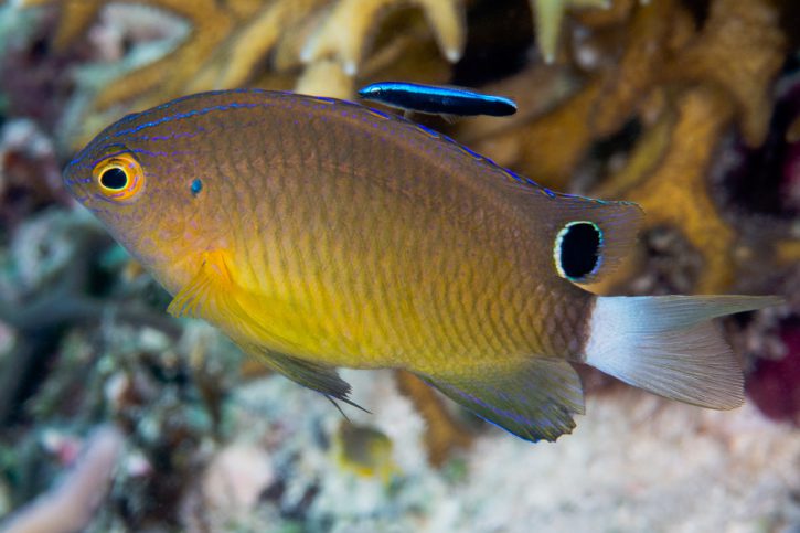 Comment se nettoient les poissons ?