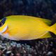 picture of Siganus puellus