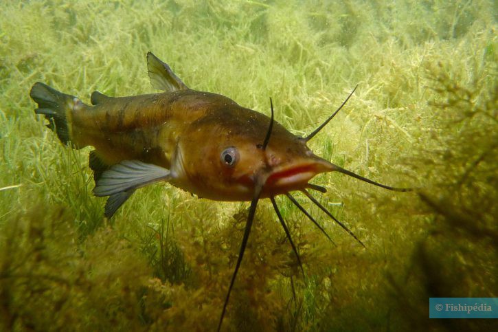 Chat poisson Catfish