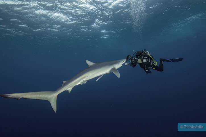 Découvrez les océans avec Fabrice Guérin, photographe environnentaliste