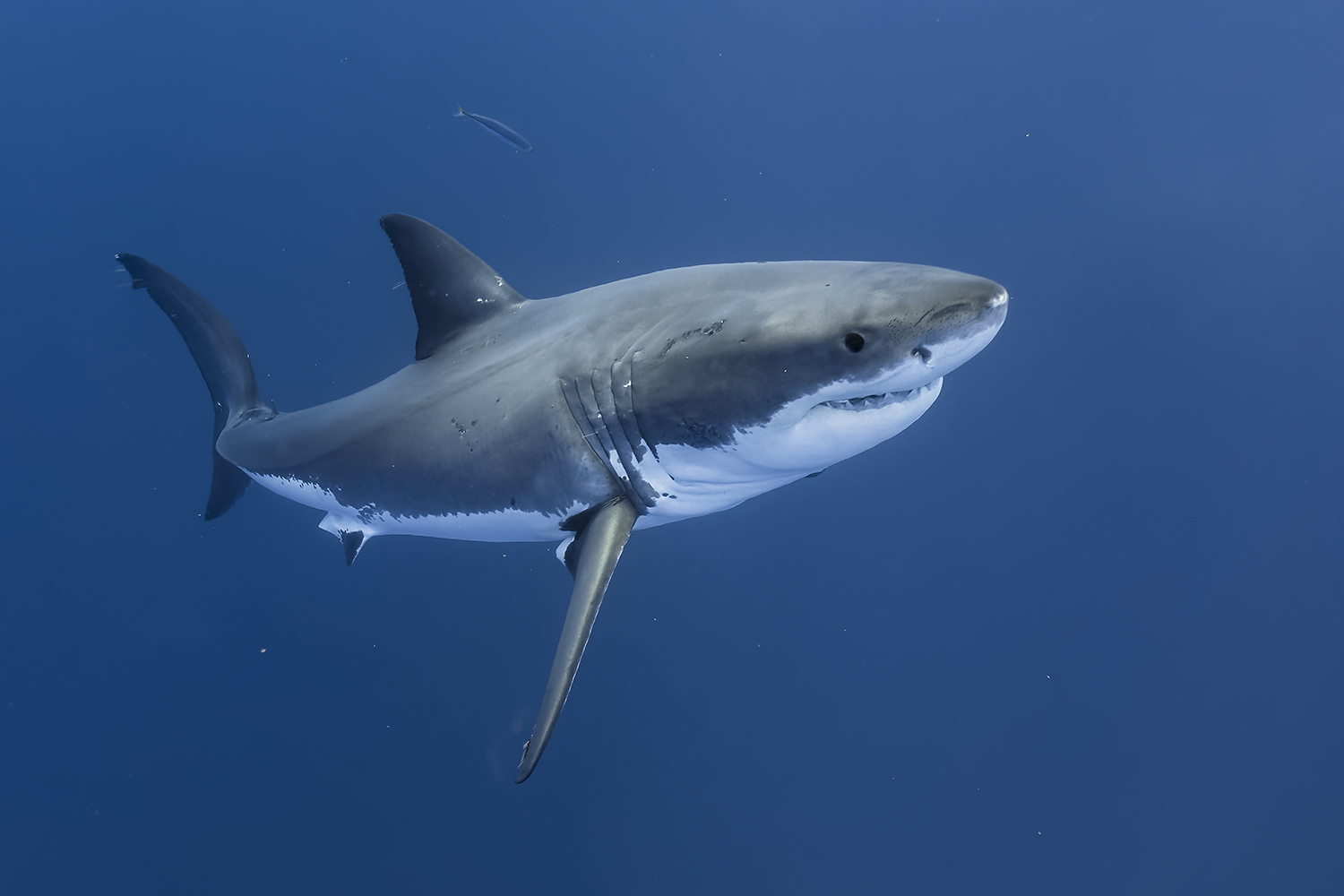 Grand requin blanc - Carcharodon carcharias • Fiche Poisson - Requin Blanc En Méditerranée
