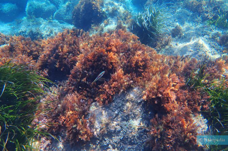 Snorkeling : Les poissons à découvrir en Méditerranée