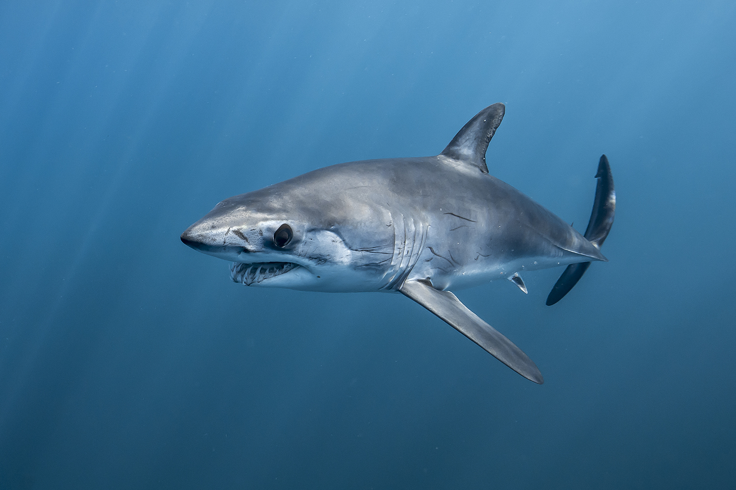 Requin mako • Isurus oxyrinchus • Fiche poissons