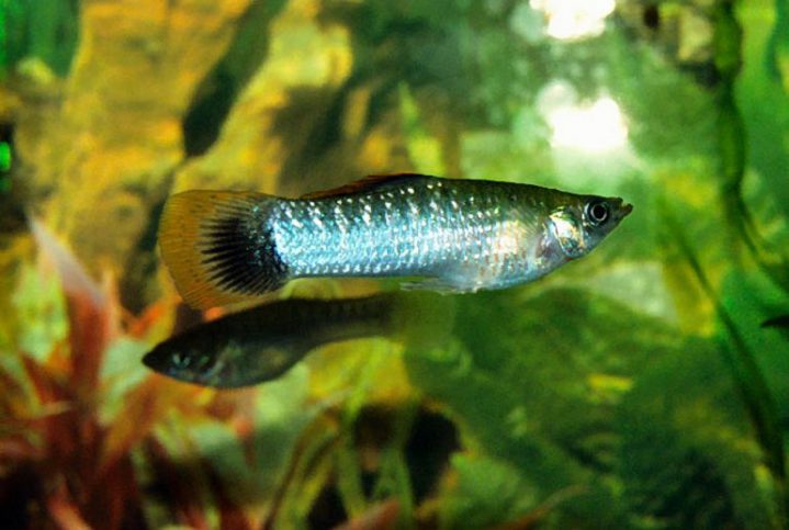 L'aquarium idéal du Platy - Xiphophorus maculatus - Materiel-aquatique
