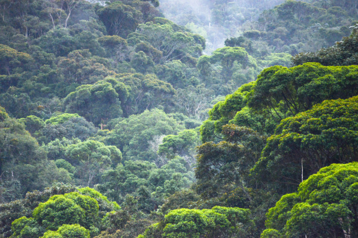 Mata Atlantica, la forêt tropicale oubliée