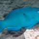 picture of Chlorurus enneacanthus