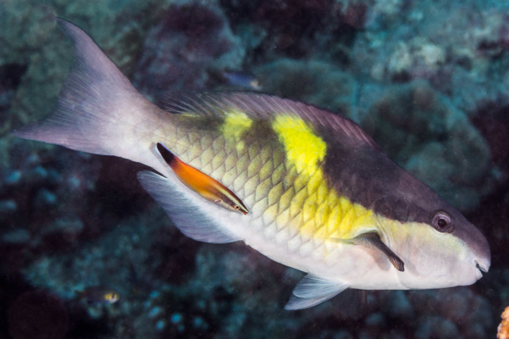 Scarus oviceps