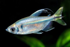 Alestopetersius caudalis