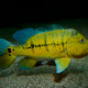 picture of Cichla melaniae