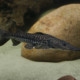 picture of Pseudoplatystoma punctifer