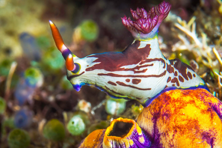 Nudibranches : Partez à la rencontre des limaces des merveilles